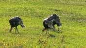 PICTURES/Jewel Cave & Custer State Park, SD/t_Turkeys8.JPG